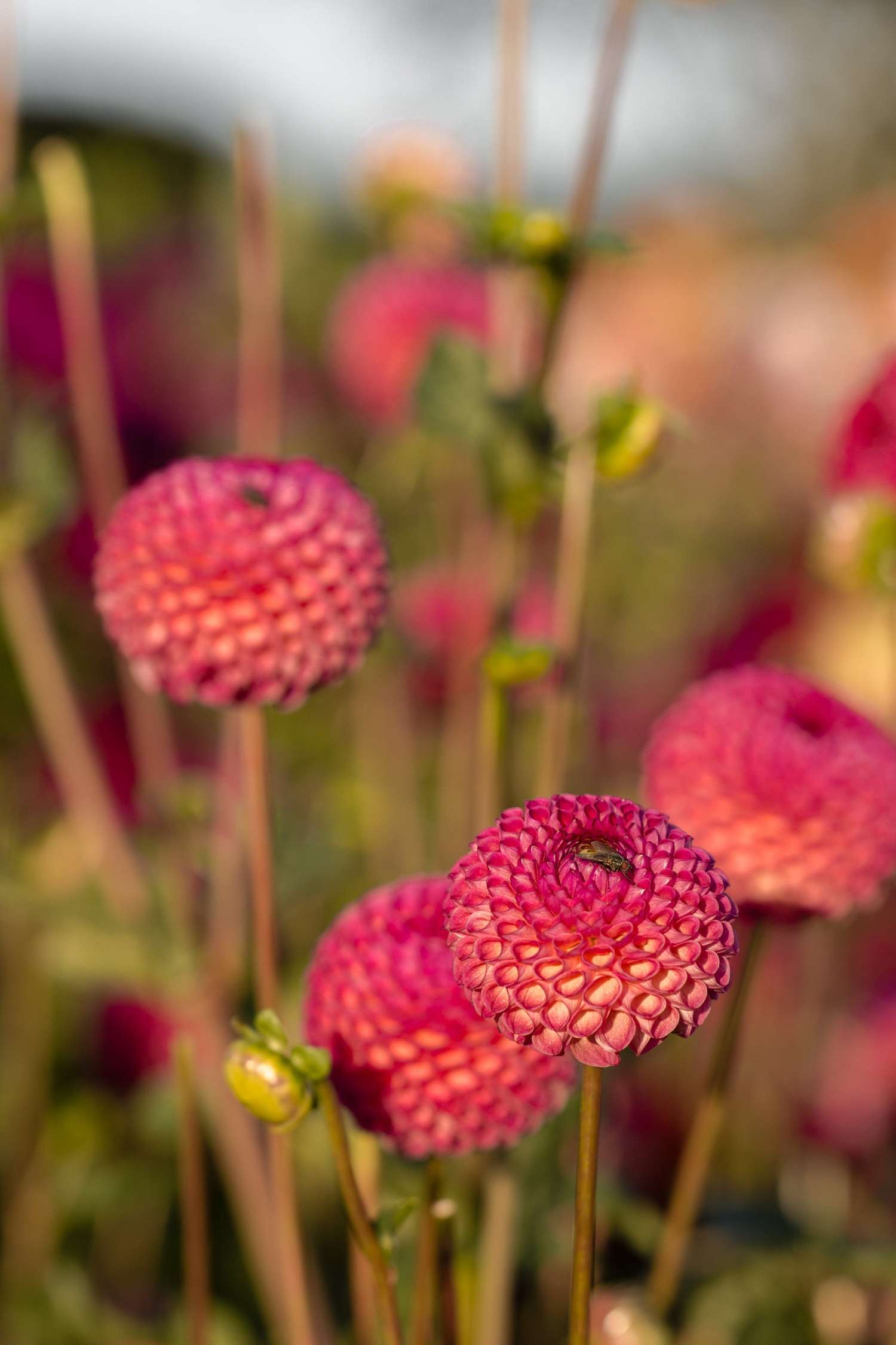 Dahlia 'Burlesca'